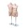 BASIC-BODY Damen-Torso, hautfarbig inkl. Ständer, 102321