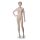 Rental mannequin ADRIANA 3 female skintone realistic sculptured incl. base