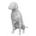 Dog German shorthaired pointer, pos. 2 closed