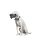 Dog German shorthaired pointer, pos. 2 closed