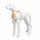 Dog mannequin G6 standing matt-white
