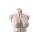 SENSUAL Unterwäschen-Torso, Dame kurz mit D-Cup, SENF003 hautfarbig